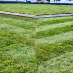 A Beautiful Lawn is Achievable when you use the Best Turf Suppliers in Haskayne