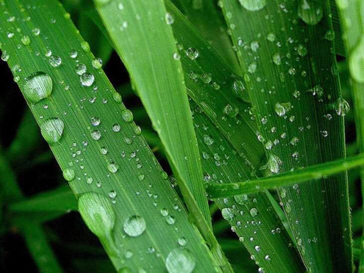 Turf Supplier in Lancashire